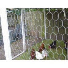 Galvanized Chicken Wire Mesh/Hexagonal Wire Netting